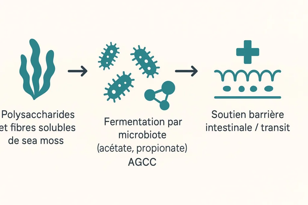 Schéma : fermentation des polysaccharides d’algues en AGCC et soutien de la barrière intestinale.